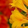 Gaillardia 'Moxie', flowers