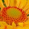 Gaillardia 'Moxie', flowers