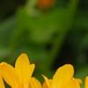 Gaillardia 'Moxie', flowers