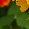 Gaillardia 'Moxie', flowers