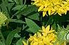 Gaillardia pulchella 'Torch Yellow', flowers