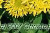 Gaillardia pulchella 'Torch Yellow', flowers