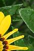 Gazania rigens 'Kiss Frosty Yellow', flowers