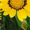 Gazania rigens 'Kiss Frosty Yellow', flowers