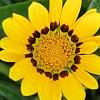 Gazania rigens 'Kiss Frosty Yellow', flowers