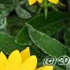 Gazania rigens 'Kiss Frosty Yellow', flowers