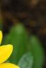 Gazania rigens 'Kiss Frosty Yellow', flowers
