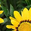Gazania rigens 'Kiss Frosty Yellow', flowers