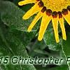 Gazania rigens 'Kiss Frosty Yellow', flowers
