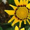 Gazania rigens 'Kiss Frosty Yellow', flowers