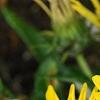 Gazania rigens 'Kiss Frosty Yellow', flowers
