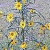 Helianthus angustifolius, habit