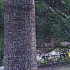 Helianthus angustifolius, habit