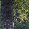 Helianthus angustifolius, habit