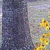 Helianthus angustifolius, habit