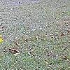Helianthus angustifolius, habit