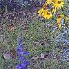 Helianthus angustifolius, habit