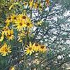 Helianthus angustifolius, habit
