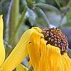 Helianthus angustifolius, flowers