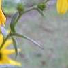 Helianthus angustifolius, flowers