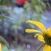 Helianthus angustifolius, flowers