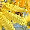 Helianthus angustifolius, flowers