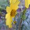 Helianthus angustifolius, flowers