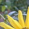 Helianthus angustifolius, flowers