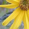 Helianthus angustifolius, flowers