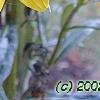 Helianthus angustifolius, flowers