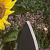 Helianthus annuus, flowers