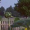 Helianthus annuus, flowers