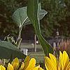 Helianthus annuus, flowers