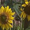 Helianthus annuus, flowers