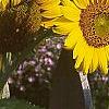 Helianthus annuus, flowers