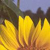 Helianthus annuus, flowers