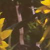Helianthus annuus, flowers