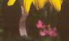 Helianthus annuus, flowers