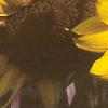 Helianthus annuus, flowers