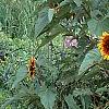 Helianthus annuus 'Autumn Beauty', habit