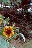 Helianthus annuus 'Autumn Beauty', habit