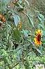 Helianthus annuus 'Autumn Beauty', habit