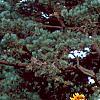 Helianthus annuus 'Autumn Beauty', habit