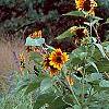 Helianthus annuus 'Autumn Beauty', habit