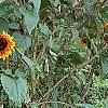Helianthus annuus 'Autumn Beauty', habit
