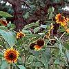 Helianthus annuus 'Autumn Beauty', habit