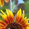 Helianthus annuus 'Autumn Beauty', flowers