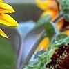 Helianthus annuus 'Autumn Beauty', flowers