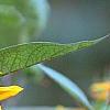 Helianthus annuus 'Autumn Beauty', flowers