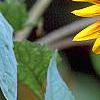 Helianthus annuus 'Autumn Beauty', flowers